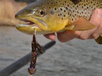 Big Brown on a Streamer