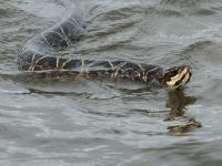 Foto de pesca con mosca