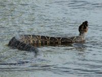 Foto de pesca con mosca