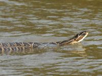 Foto de pesca con mosca