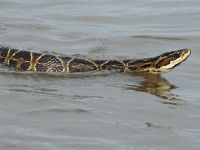 Foto de pesca con mosca