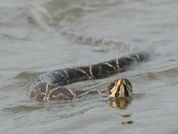 Foto de pesca con mosca