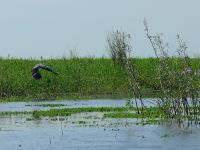 Foto de pesca con mosca