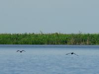 Foto de pesca con mosca