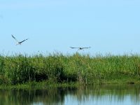 Foto de pesca con mosca