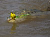 Foto de pesca con mosca