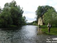 Dry fly madness at the river Ljubljanica!