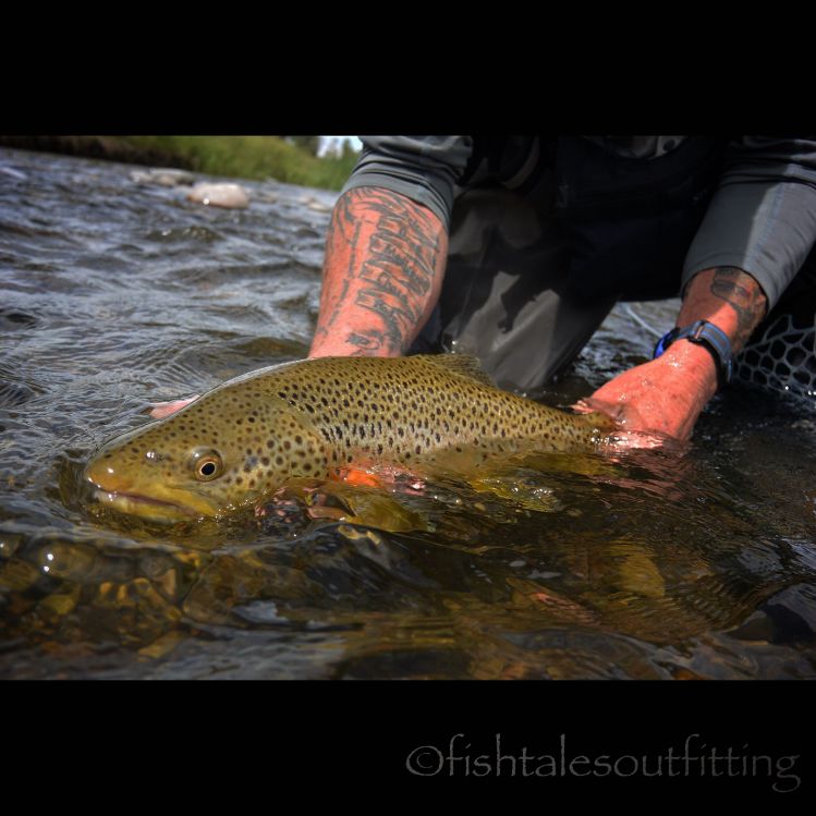 We hope everyone had a great weekend and was able to #getoutthere #ontheriver #flyfishing #browntrout #montanaflyfishing #406flyfishing #lastbestplace #rlwinstonrods #fishtalesoutfitting #fishtalesoutfittingguideservice #fishtalesoutfittingandguideservice