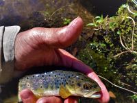 Foto de pesca con mosca