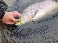 Fly fishing picture