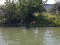 Foto de pesca con mosca