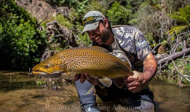 Wild NZ brown trout