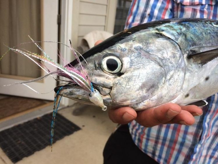 Tuna on a fly. We had to keep this one because of the hook up but we released 10 of them.