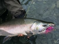 A sweet Coho on the fly!