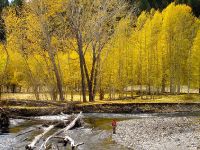 Fly fishing picture