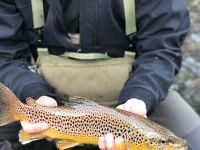 Wild Brown Trout