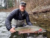 Big winter steelhead buck 