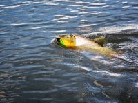 Foto de pesca con mosca