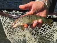 Stream Bred Wild BrownTrout
