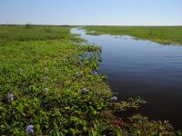 Foto de pesca con mosca