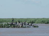 Foto de pesca con mosca