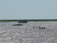 Foto de pesca con mosca