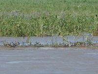 Foto de pesca con mosca