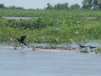 Foto de pesca con mosca