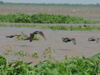 Foto de pesca con mosca