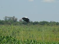 Foto de pesca con mosca