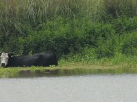 Foto de pesca con mosca