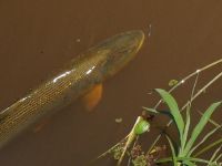 Foto de pesca con mosca