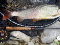 Grayling Fly fishing - Europe No.1 specie 