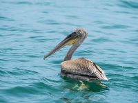 Foto de pesca con mosca