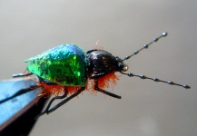 Gaja’s Winged Fishing Beetle