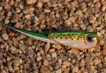 CREASE MOJARRA