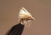 Elk Hair Caddis