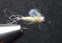 Ghost Loopwing Emerger ( PMD/Sulpher )