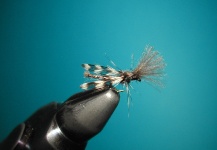 Midge with stripped peacock body.