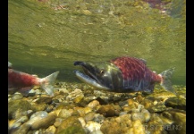 Salmón Sockeye 