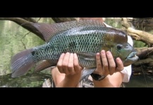 Mojarra Azul 