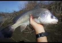 Corvina de agua dulce