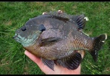 Bluegill